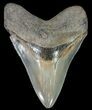 Serrated, Megalodon Tooth - Georgia #70043-1